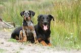 BEAUCERON - ADULTS and PUPPIES 015